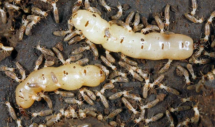 E&J Termite and Pest Control LLC Picture 2