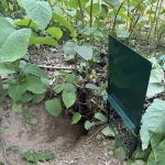 SafeNEST Pest Solutions