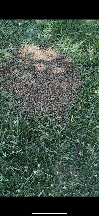 SafeNEST Pest Solutions Picture 4