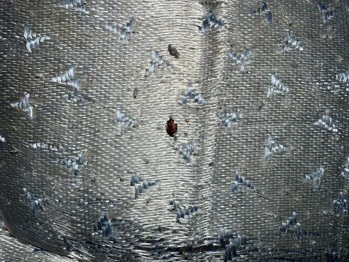 SafeNEST Pest Solutions Picture 10