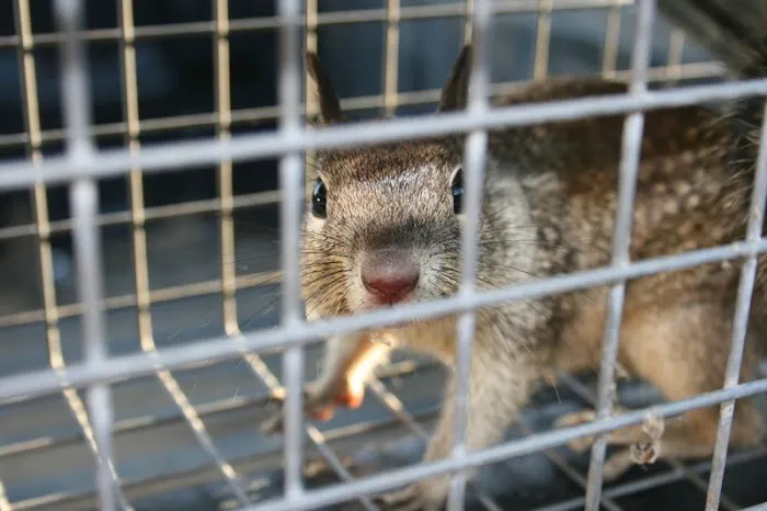 RK Pest Control Inc Picture 2