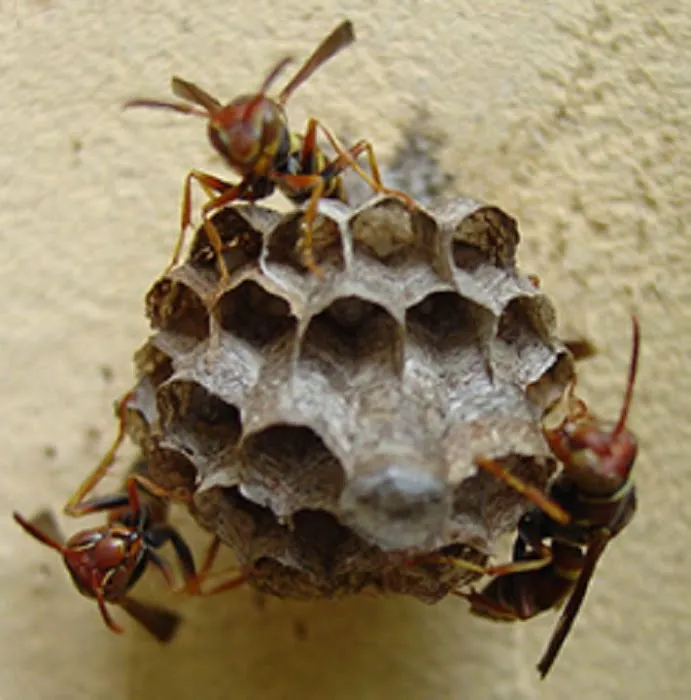 RK Pest Control Inc Picture 9