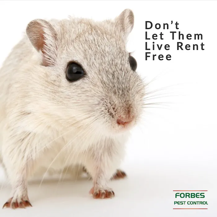 Forbes Pest Control, LLC Picture 5