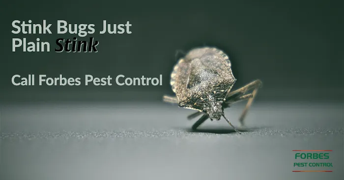 Forbes Pest Control, LLC Picture 2