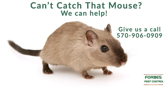 Forbes Pest Control, LLC Picture 4