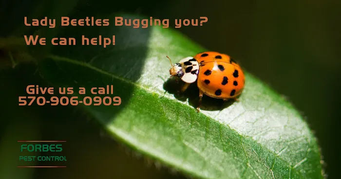 Forbes Pest Control, LLC Picture 8