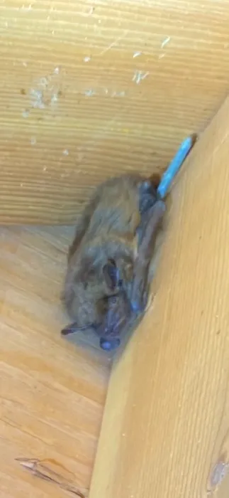 Independent Pest Management Solutions LLC Picture 7