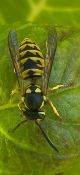 Independent Pest Management Solutions LLC Picture 2