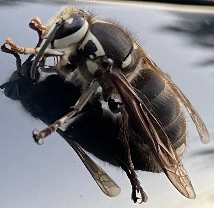 Independent Pest Management Solutions LLC Picture 4