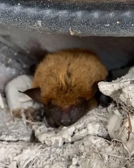 Independent Pest Management Solutions LLC Picture 3