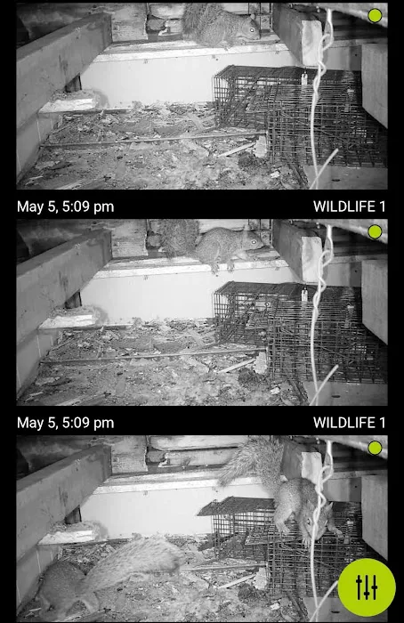 Black Widow Pest Specialists Picture 5