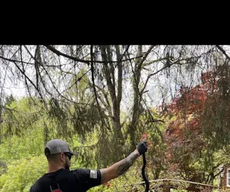 Black Widow Pest Specialists