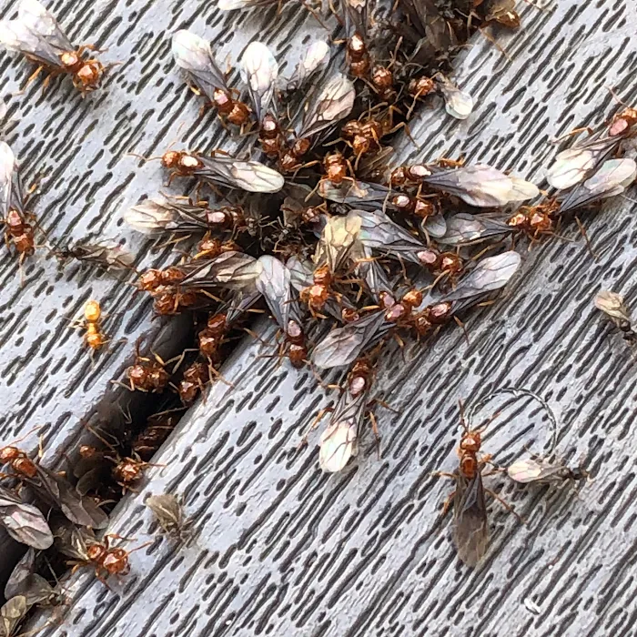 Envirocare Pest Control, LLC Picture 5