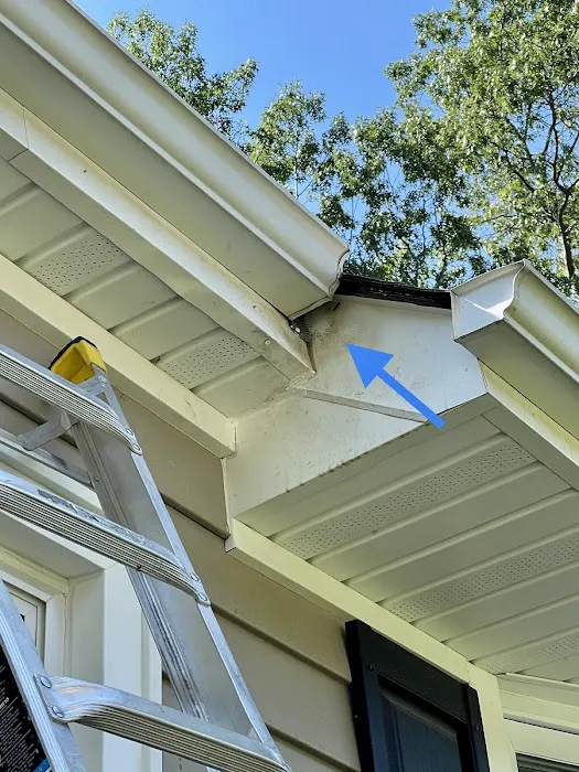 Vector Wildlife & Pest Control Picture 5