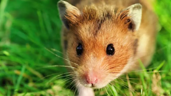 PDF Finest Pest Management Picture 1