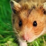 PDF Finest Pest Management