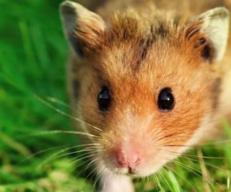 PDF Finest Pest Management