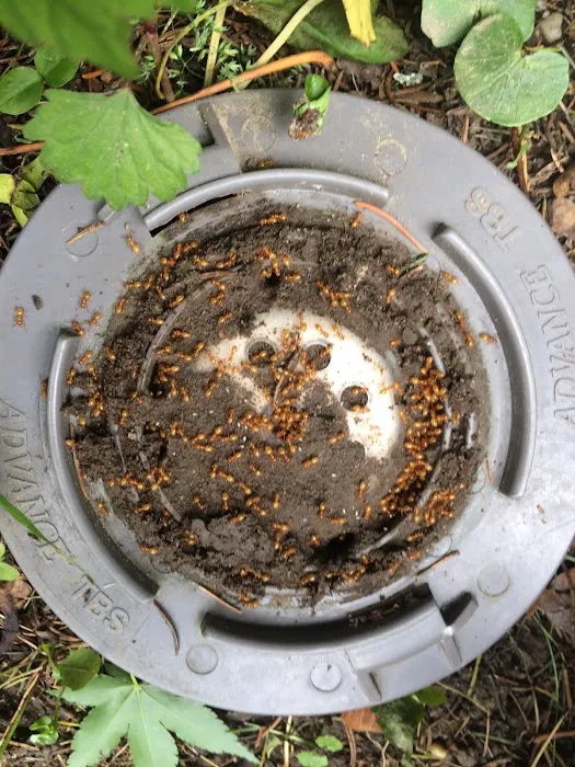 Quest Pest Control Picture 4
