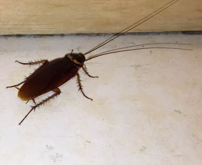 Quest Pest Control Picture 9