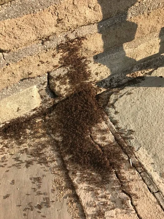 Quest Pest Control Picture 7
