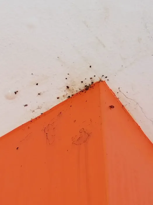 Quest Pest Control Picture 5
