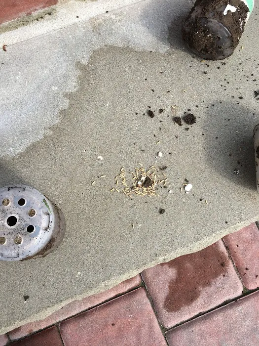 Quest Pest Control Picture 10