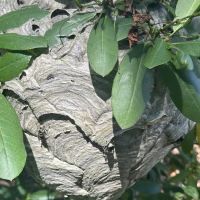J & L Pest Control, Inc. ico