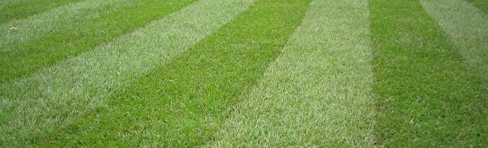 GreenSprays Organic Tick Control Picture 4