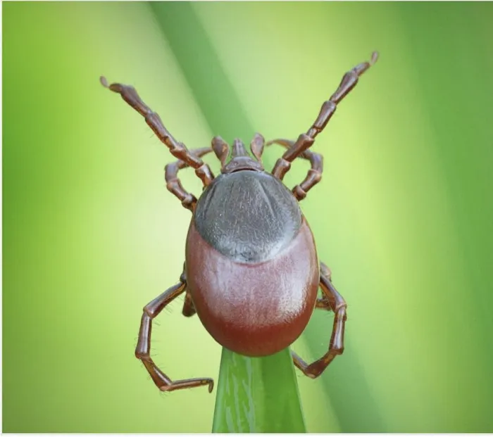 Tick Control CT Picture 2