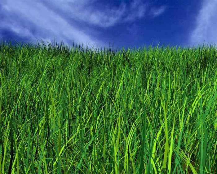 Emerald Magic Lawn Care Picture 7
