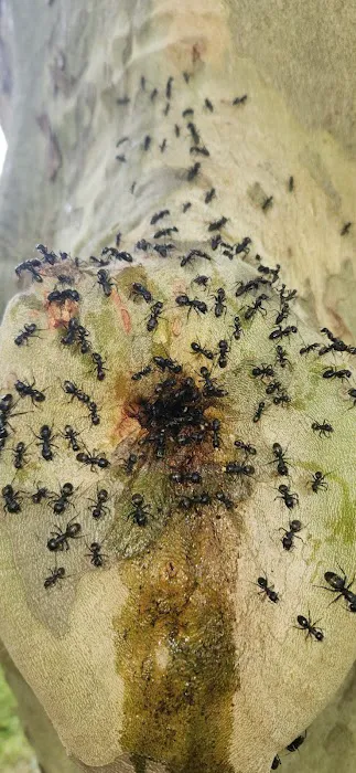 Raifsnider's Exterminating LLC Picture 1