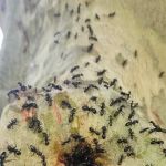 Raifsnider's Exterminating LLC