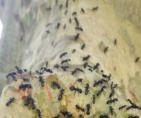 Raifsnider's Exterminating LLC