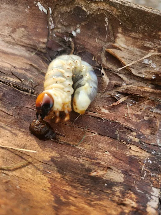 Raifsnider's Exterminating LLC Picture 6
