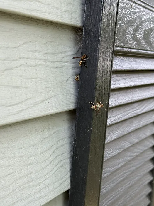 Greenix Pest Control Picture 2
