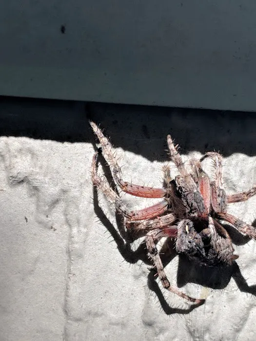 Valley Pest Control Management Inc. Picture 10