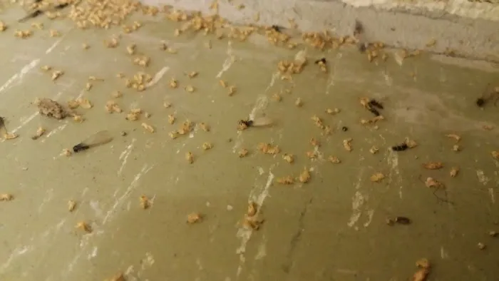Valley Pest Control Management Inc. Picture 2