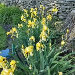 Green Machine Lawn Care