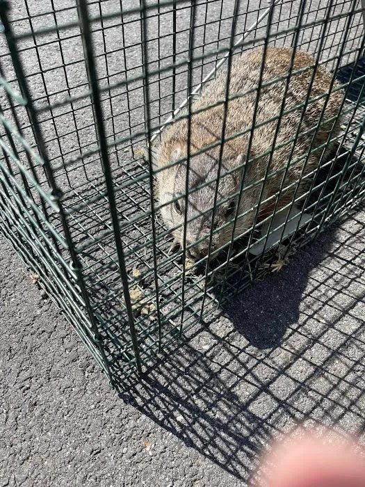 Bugs Bee Gone Pest Control LLC Picture 4