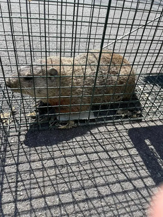 Bugs Bee Gone Pest Control LLC Picture 5