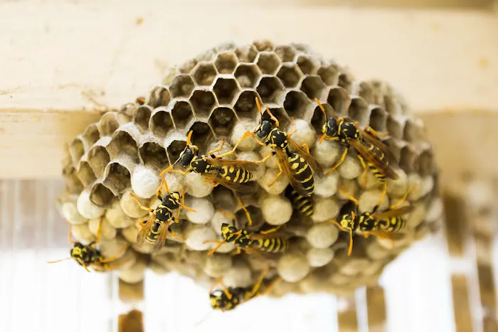 Bugs Bee Gone Pest Control LLC Picture 6