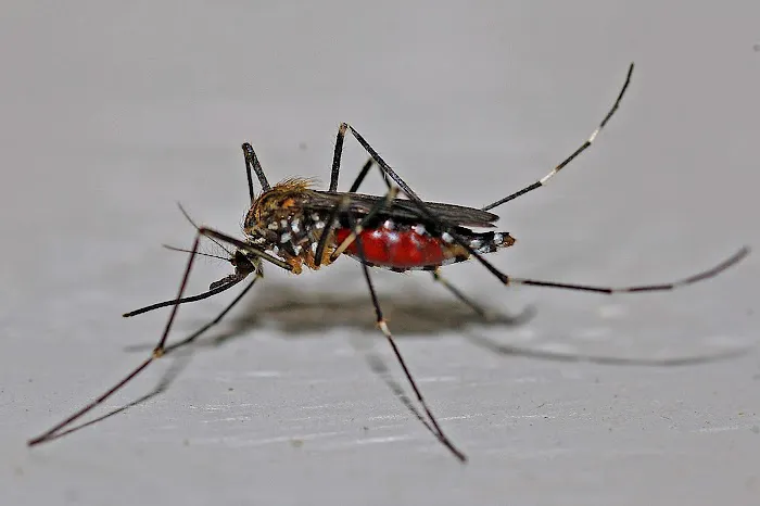 Bugs Bee Gone Pest Control LLC Picture 7