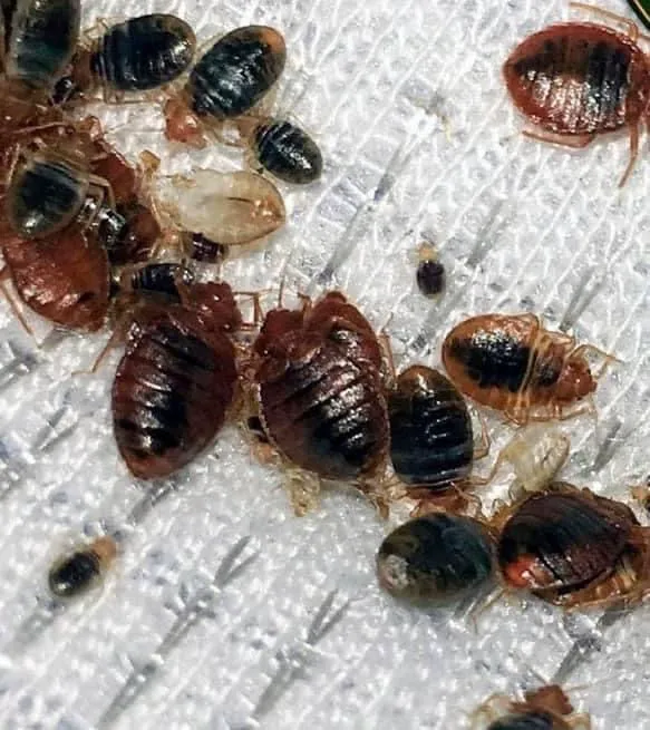 T&H NY PEST CONTROL Picture 1