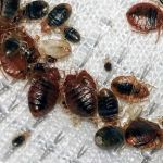 T&H NY PEST CONTROL