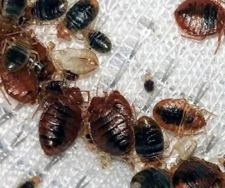 T&H NY PEST CONTROL