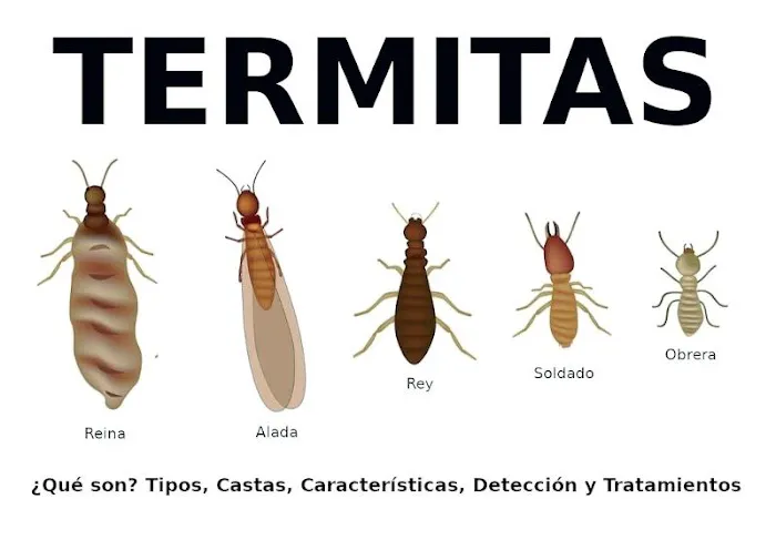 T&H NY PEST CONTROL Picture 8