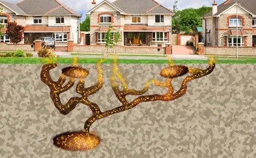 T&H NY PEST CONTROL Picture 6