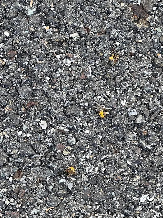 Sunset Pest Solutions Picture 3