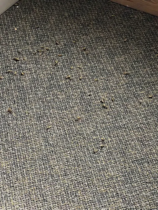 Sunset Pest Solutions Picture 4