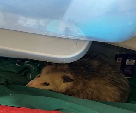 XPERT PEST CONTROL